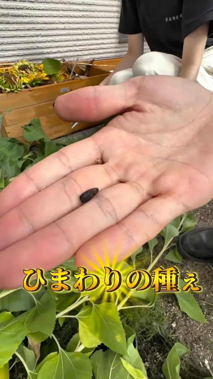 夏の間僕たちを明るく照らしてくれたひまわりたちに感謝を